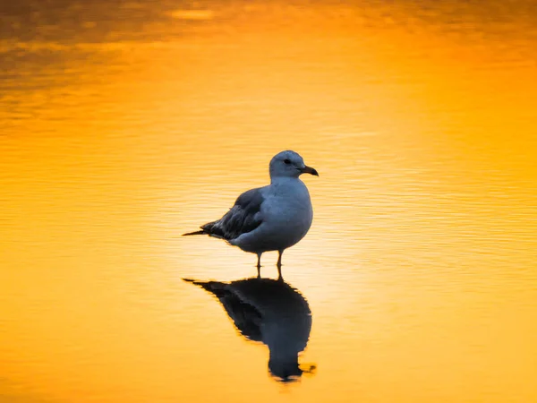 Photograph Single Seagull Standing Puddle Water Reflections Beach Sunset Bright — Stock Photo, Image