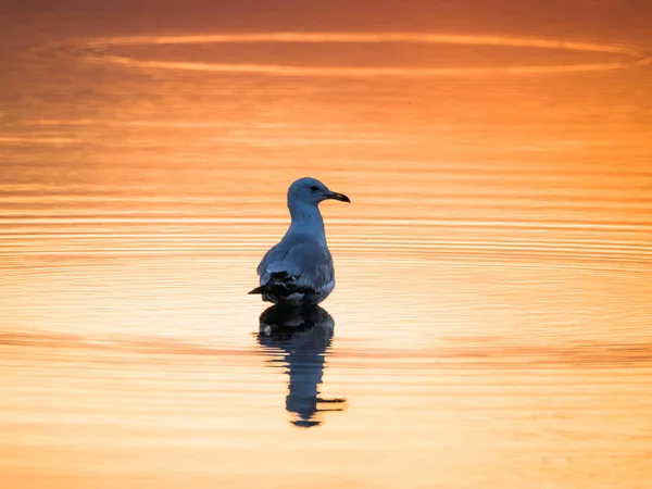 Fotografi Enda Fiskmås Som Står Pöl Vatten Med Speglad Reflektion — Stockfoto