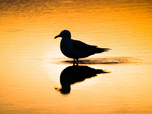 Chicago'daki su kapalı Zıplayan parlak turuncu ve sarı renk tonu aydınlatma ile gün batımında Montrose Plajı'nda yansıtılmış yansıması ile su birikintisi bir siyah martı siluet duran fotoğrafı