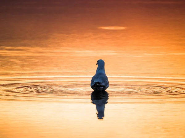 Photograph Single Seagull Standing Puddle Water Mirrored Reflection Montrose Beach — Stock Photo, Image