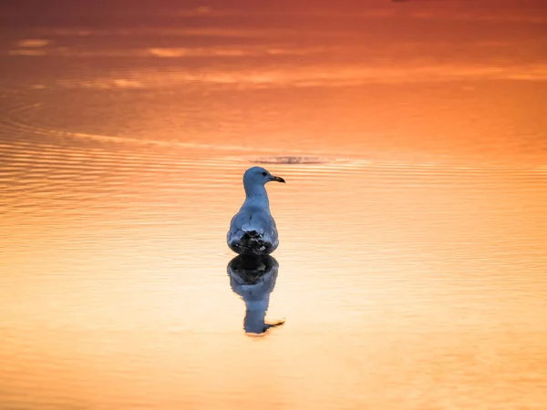 Photograph Single Seagull Standing Puddle Water Mirrored Reflection Montrose Beach — Stock Photo, Image