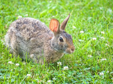Yabani tavşan ile büyük siyah gözleri ve yeşil çimenlerin üzerinde oturan ve yonca Galena Illinois Grant Park'ta yemek hafif kahverengi kürklü fotoğrafı kapatın.