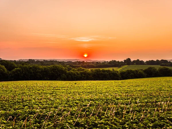 Lindo Pôr Sol Colorido Sobre Campo Fazenda Soja Para Uma — Fotografia de Stock