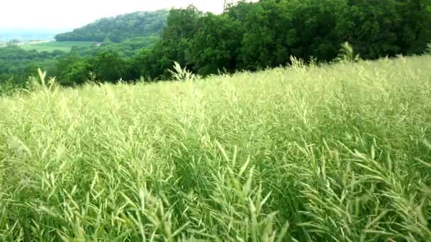 Vídeo Campo Mano Hierba Verde Alta Campo Grano Una Colina — Vídeos de Stock