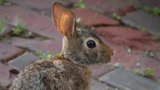 Cute Funny Video Rabbit Sitting Brick Paved Road Chicken Sound — Stock Video