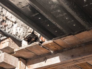 Bazı metal ahşap platformda Dubrovnik Hırvatistan Eski kentte bir inşaat sitesinde iskele sıcak güneşli bir küme bir zemin kaplaması altında kestiriyor bir çok güzel siyah ve beyaz yavru kedi.