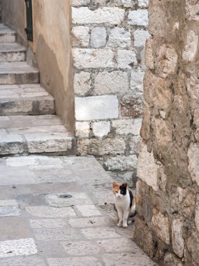 Old Town Dubrovnik Hırvatistan, kalbinde bir taş merdiven başında oturan bir siyah, turuncu ve Beyaz Benekli kedi güzel bir sokak fotoğraf.