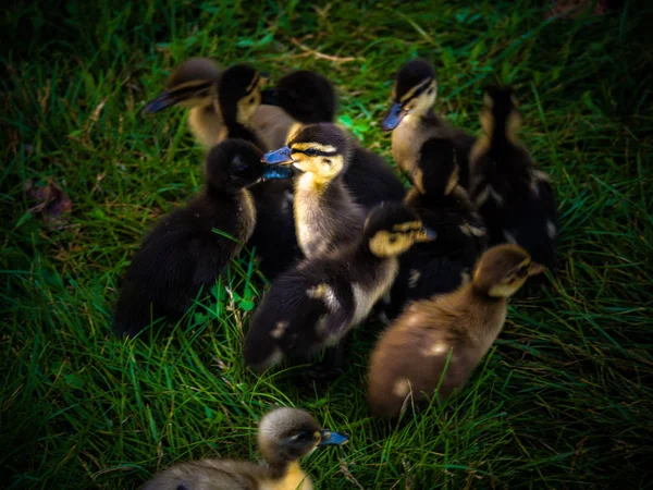 Grupp Baby Ankungar Med Enda Ankungar Belyst Och Står Fortfarande — Stockfoto