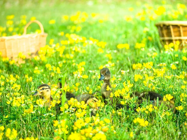 Fantastic Portrait Cute Soft Baby Ducklings Gathered Bright Green Grass — Stock Photo, Image