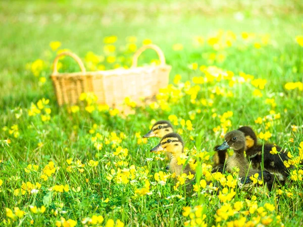 Fantastiska Porträtt Söt Och Mjuk Baby Ankungar Samlades Ljusa Gröna — Stockfoto