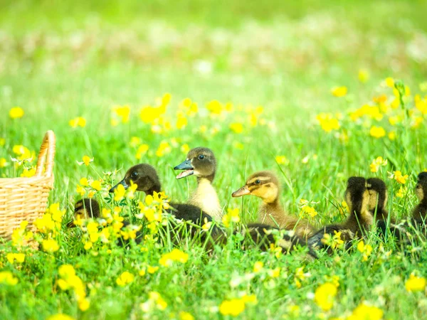 Fantastic Portrait Cute Soft Baby Ducklings Gathered Bright Green Grass — Stock Photo, Image