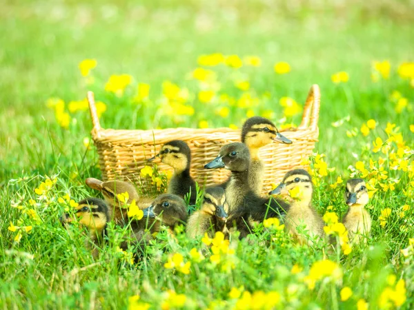 Fantastic portrait of cute and soft baby ducklings gathered in the bright green grass with yellow wild flowers in front of a woven basket on a bright sunny spring or summer day.