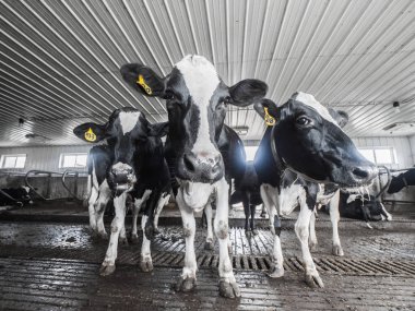 Bir grup siyah beyaz'Holstein süt inekleri geniş açılı görünüş ile kameraya bakarak bir sığır döken standında.