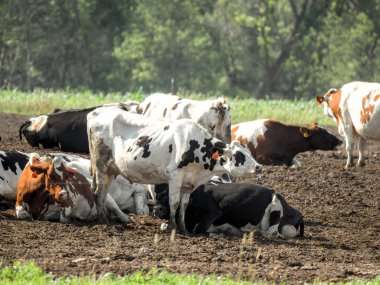 Photograph of several dairy cows in a pasture with one black and white spotted cow foaming at the mouth. clipart