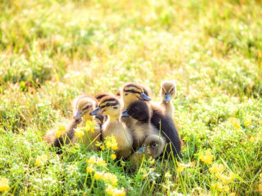 Çok güzel yakın çekim yumuşak ve sevimli bebek ducklings sarı çiçekler ve parlak aydınlatma aşağı yukarıdan bahar ya da yaz güzel bir gün ile yeşil çimenlerin üzerinde bir grup fotoğrafı.