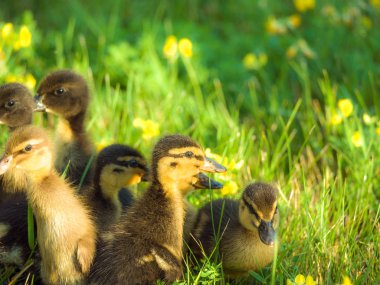 Çok güzel yakın çekim yumuşak ve sevimli bebek ducklings sarı çiçekler ve parlak aydınlatma aşağı yukarıdan bahar ya da yaz güzel bir gün ile yeşil çimenlerin üzerinde bir grup fotoğrafı.