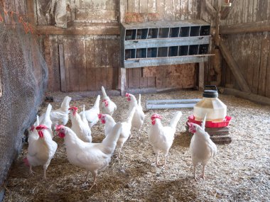 A group of white laying hen chickens with large red combs in a chicken coop on a farm in rural Wisconsin with metal nest boxes beyond.