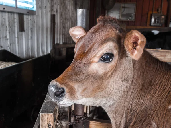Retrato Cerca Lindo Becerro Jersey Color Marrón Vaca Bebé Corral — Foto de Stock