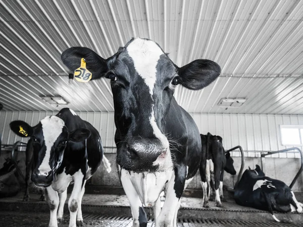Grupo Vacas Lecheras Holstein Blanco Negro Establo Ganado Mirando Cámara —  Fotos de Stock