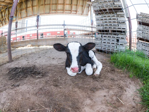 Fotografía Gran Angular Una Vaca Recién Nacida Ternera Con Nariz —  Fotos de Stock