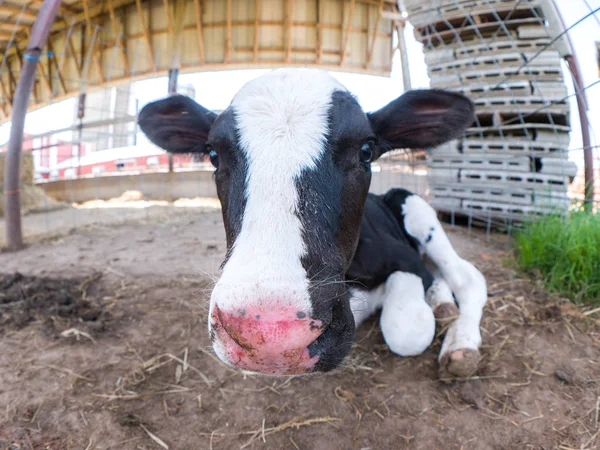 Lindo Ojo Pez Primer Plano Una Vaca Bebé Manchada Blanco —  Fotos de Stock