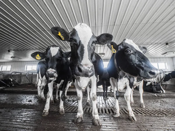 A group of black and white Holstein dairy cows in a cattle shed stand looking into the camera with wide angle view.