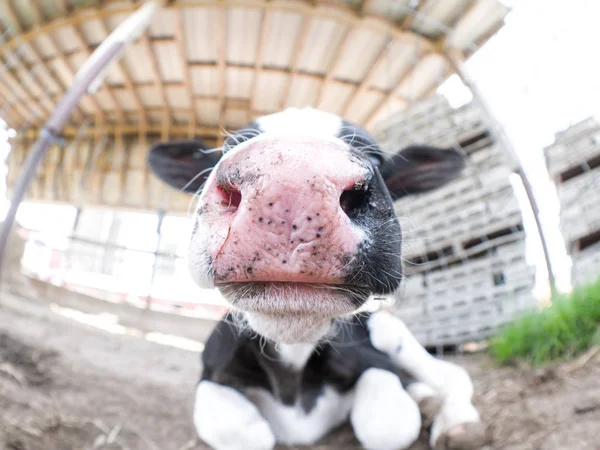 Lindo Ojo Pez Primer Plano Una Vaca Bebé Manchada Blanco — Foto de Stock