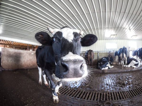 关闭的黑白黑白花牛奶牛把它的鼻子和鼻子附近的相机 因为它站在一个牛棚在威斯康星州农村 — 图库照片