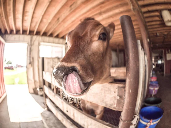 有趣的特写照片的婴儿新泽西牛或小牛在木笔伸出它的粉红色的舌头舔鼻涕从它的鼻子 — 图库照片
