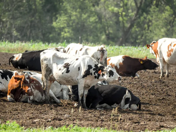 Fotografía Varias Vacas Lecheras Pasto Con Una Vaca Manchada Blanco —  Fotos de Stock