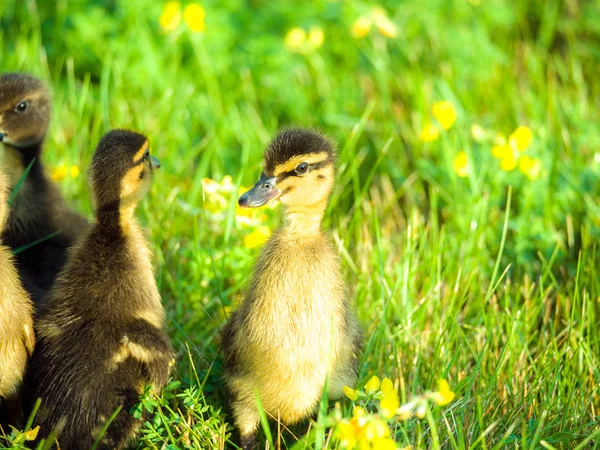 Çok güzel yakın çekim yumuşak ve sevimli bebek ducklings sarı çiçekler ve parlak aydınlatma aşağı yukarıdan bahar ya da yaz güzel bir gün ile yeşil çimenlerin üzerinde bir grup fotoğrafı.