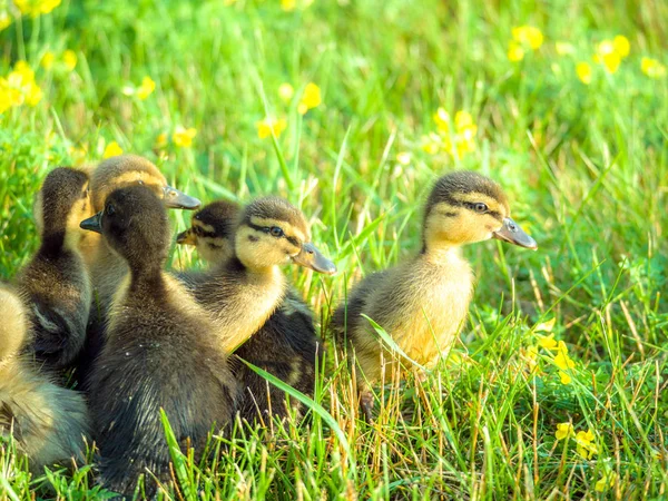 Çok güzel yakın çekim yumuşak ve sevimli bebek ducklings sarı çiçekler ve parlak aydınlatma aşağı yukarıdan bahar ya da yaz güzel bir gün ile yeşil çimenlerin üzerinde bir grup fotoğrafı.