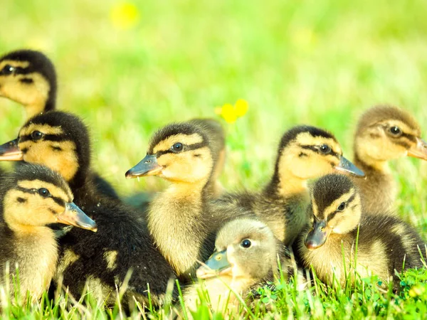 Çok güzel yakın çekim yumuşak ve sevimli bebek ducklings sarı çiçekler ve parlak aydınlatma aşağı yukarıdan bahar ya da yaz güzel bir gün ile yeşil çimenlerin üzerinde bir grup fotoğrafı.