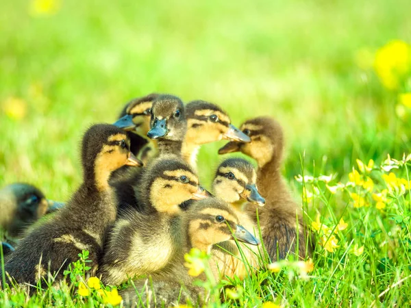Çok güzel yakın çekim yumuşak ve sevimli bebek ducklings sarı çiçekler ve parlak aydınlatma aşağı yukarıdan bahar ya da yaz güzel bir gün ile yeşil çimenlerin üzerinde bir grup fotoğrafı.