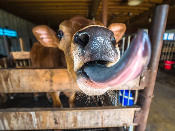 Fotografia Grande Ângulo Engraçada Hilariante Close Uma Vaca Bezerro Camisa — Fotografia de Stock