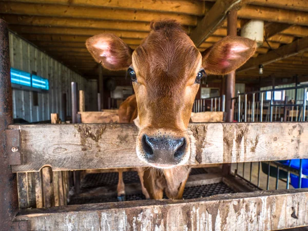 可爱的婴儿棕色球衣小腿或母牛与湿的黑色鼻子戳它的头在一个农场在威斯康星州农村的木笔 — 图库照片