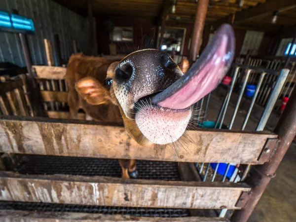 Komik ya da komik yakın çekim geniş açı fotoğraf bir bebek jersey inek veya onun son derece uzun pembe ve gri dilini ahşap kalem buzağı.