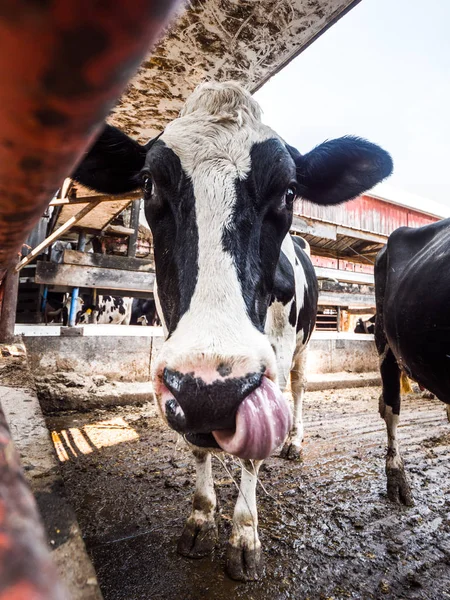 一只成年的荷斯坦奶牛伸出明亮的粉红色的舌头 以照顾一个幽默的动物图片在其左鼻孔的刺激 — 图库照片