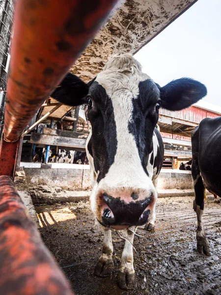 Uma Vaca Leiteira Friesiana Holstein Preta Branca Olha Através Portão — Fotografia de Stock