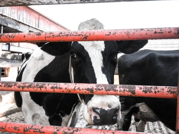 一只黑白黑白花牛 Friesian 奶牛通过一个生锈的风化橙色水平金属门在威斯康星州的农村寻找 — 图库照片