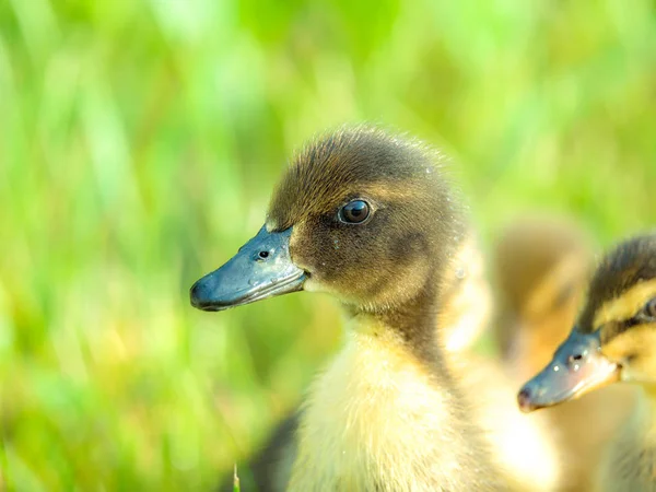 Bebes Canards Images Libres De Droit Photos De Bebes Canards Depositphotos Bebes Canards Images Libres De Droit Photos De Bebes Canards Depositphotos