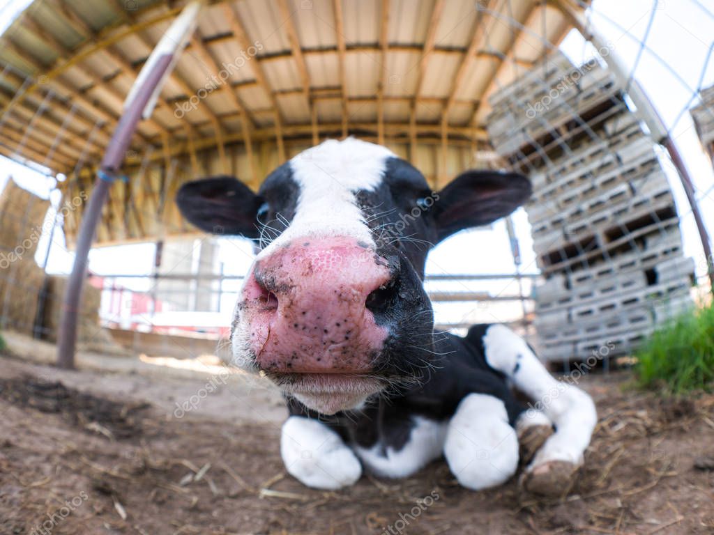 Cute fisheye close up of a black and white spotted baby cow or newborn calf sitting on the ground in its pen with big wet pink nose and ears sticking out to the side.