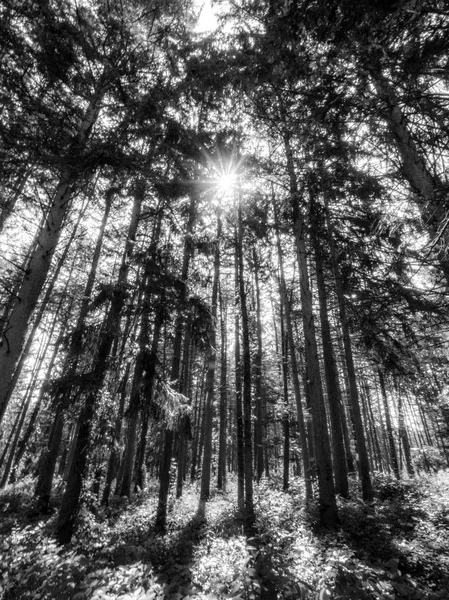 Güzel siyah ve beyaz fotoğraf görünümü güneş dalları ile bir sıcak yaz sabahı bakan ile uzun boylu ince Çam ağaç gövdeleri, herdem yeşil bir orman yoluyla arıyorsunuz.