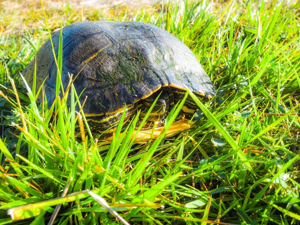 Close up photograph of an adult painted turtle hiding inside of its shell as it sits on green grass on a bright sunny day. — Stock Image Close Photograph Adult Painted Turtle Hiding Its Shell Sits Green Stock Image