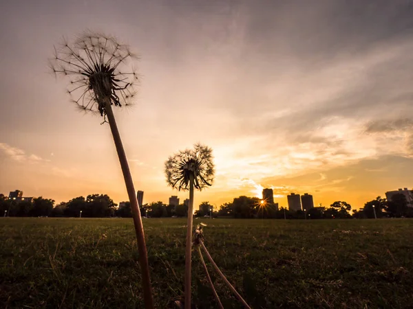 Nahaufnahme Von Zwei Löwenzahnblüten Die Auf Einer Grasfläche Seeufer Chicago — Stockfoto