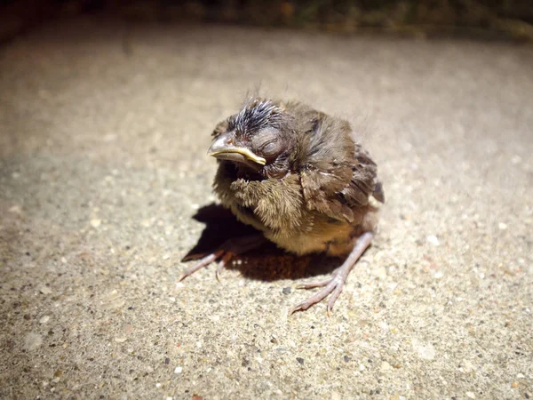 Fotografia Baby Brzydkie Ale Ładny Ptak Siedzący Beton Chodnika Nocy — Zdjęcie stockowe