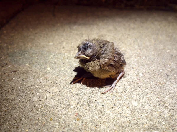 Fotografía Cerca Pájaro Bebé Feo Pero Lindo Sentado Una Acera — Foto de Stock