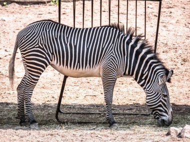 Bir tam vücut hayvan haricinde portre siyah ve beyaz çizgili grevy zebra dışında üzerinde sıcak yaz günü grazes.