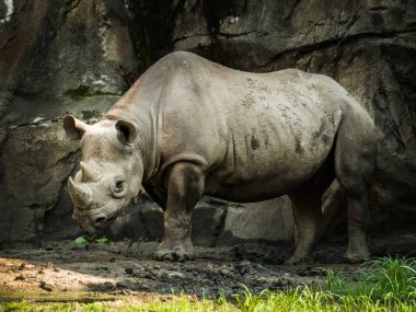 A closeup full body animal portrait of a large adult eastern black rhinoceros. clipart