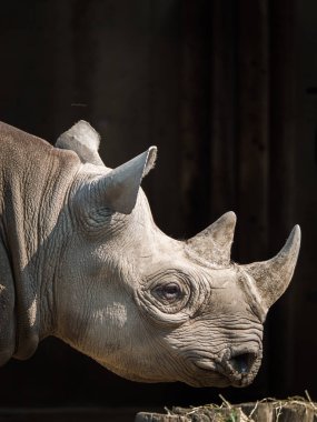 Baş ve büyük bir yetişkin Doğu kara Gergedan boynuzları closeup görünümünü.